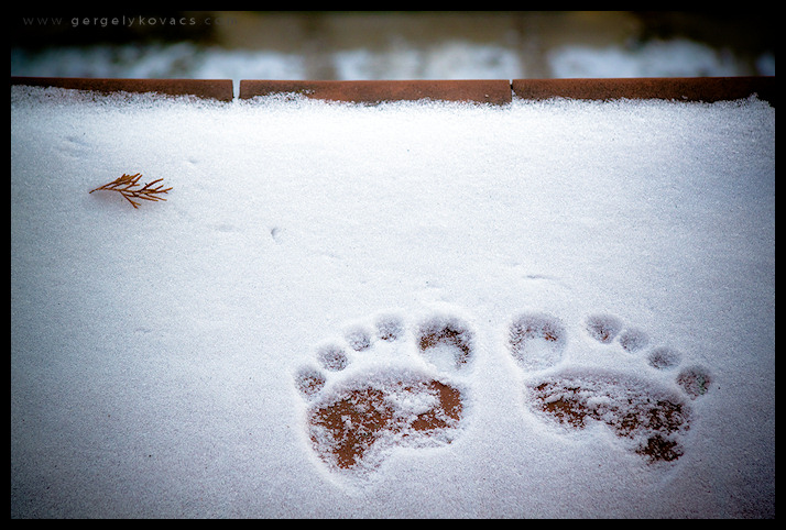 There was a bear in my balcony  :-O