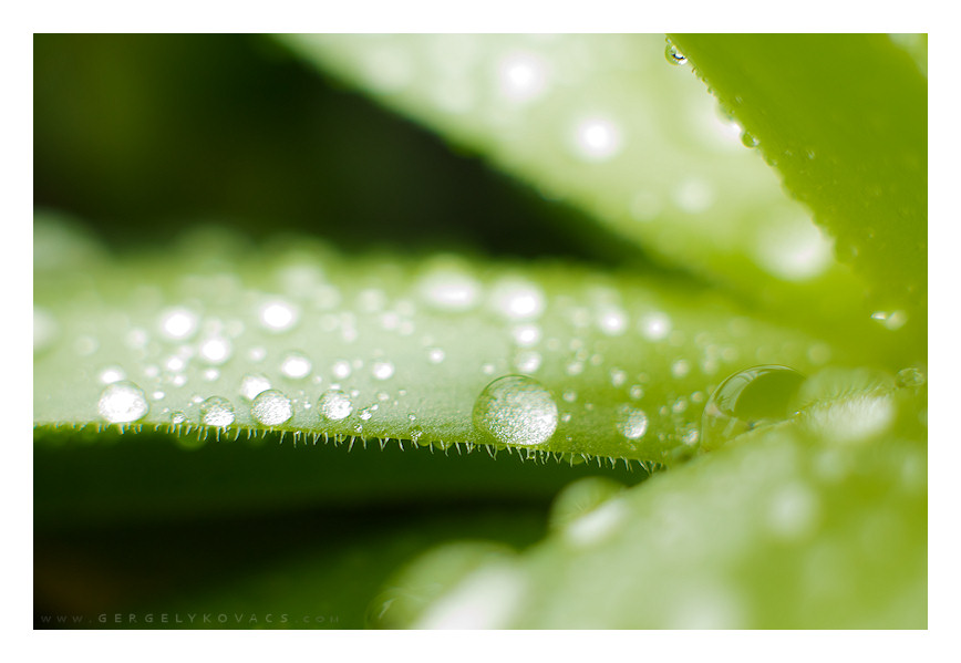 First spring rain