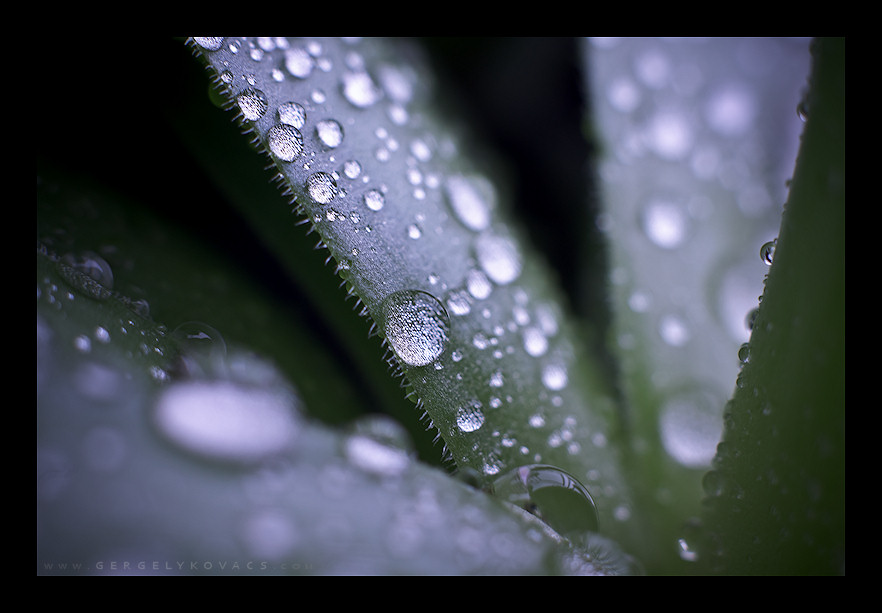 Macro dew