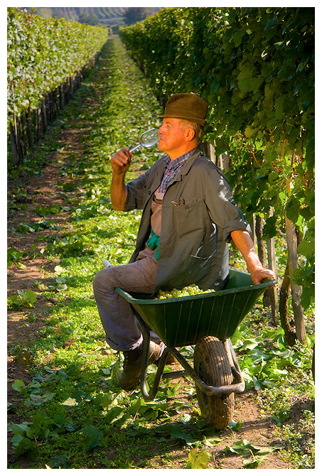 grape harvest