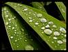 dew