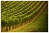 grape plantation